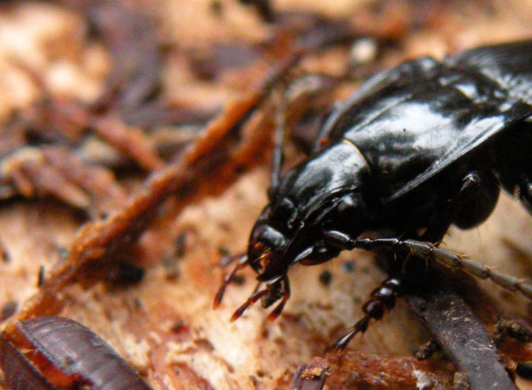 Bestie nere: Abax, Nebria, Platynus, Anoplotrupes